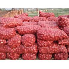 供应洋葱 优质果品洋葱生产厂家与价格分析